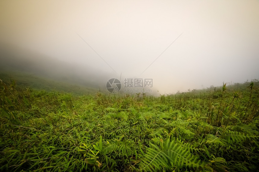 雨林中的晨雾天空多路段黎明图片