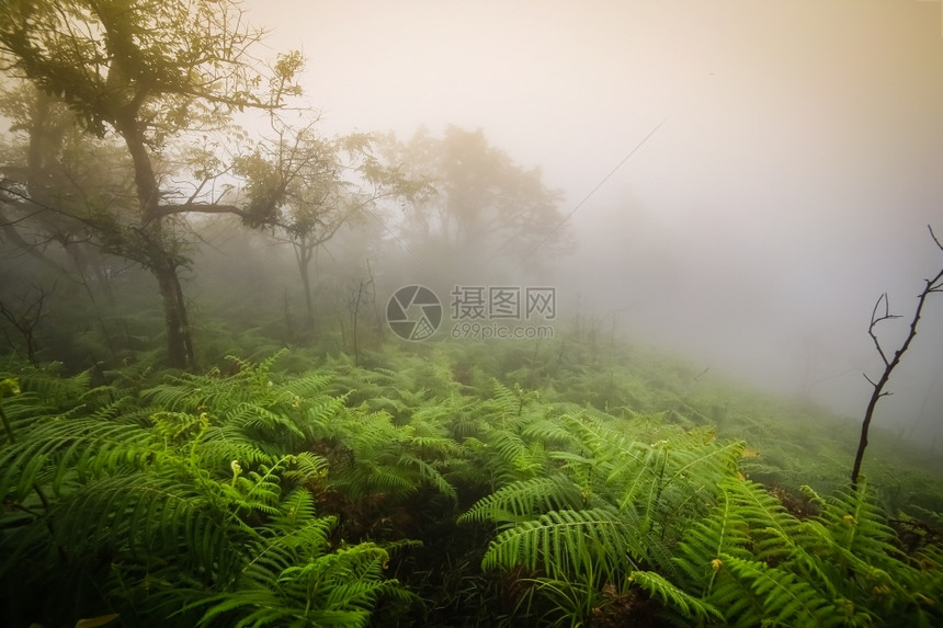 爬坡道旅游雨林中的晨雾未开垦图片