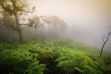 爬坡道旅游雨林中的晨雾未开垦图片