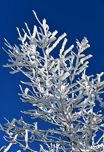 冬天美丽的冰树现象山分支机构图片