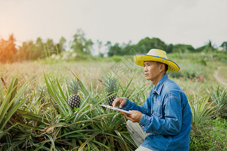 采用叶子持有平板的商人农民在菠萝田进行检查智能农户概念使用技术互联网和信息来进行决定智能农户概念使用技术互联网和信息司机背景图片