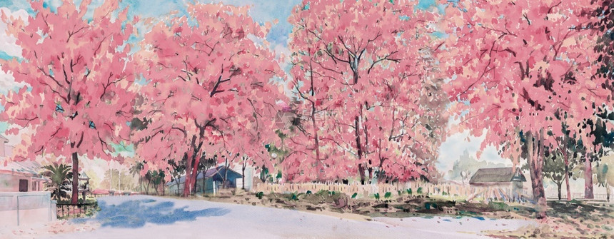 颜色街道旅游青红樱花鲜的粉色在有蓝天背景的村庄路边画描绘泰国的美丽自然季节她画绘描述泰国的美丽大自然季节fn方正黑体简fs18b图片