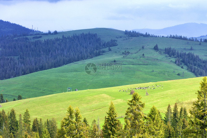 生态一群羊在喀尔巴阡山坡上的一片绿红草地上放牧它们位于喀尔巴阡山丘的斜坡上干草和山顶中间有高的树苗在阳光明媚的春天清晨一群羊在座图片