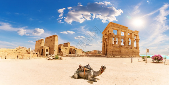 国恩寺文化菲莱寺Trajanrsquos亭和骆驼美丽的全景阿斯旺埃及菲莱寺Trajanrsquos亭和骆驼埃及地标蓝色的背景