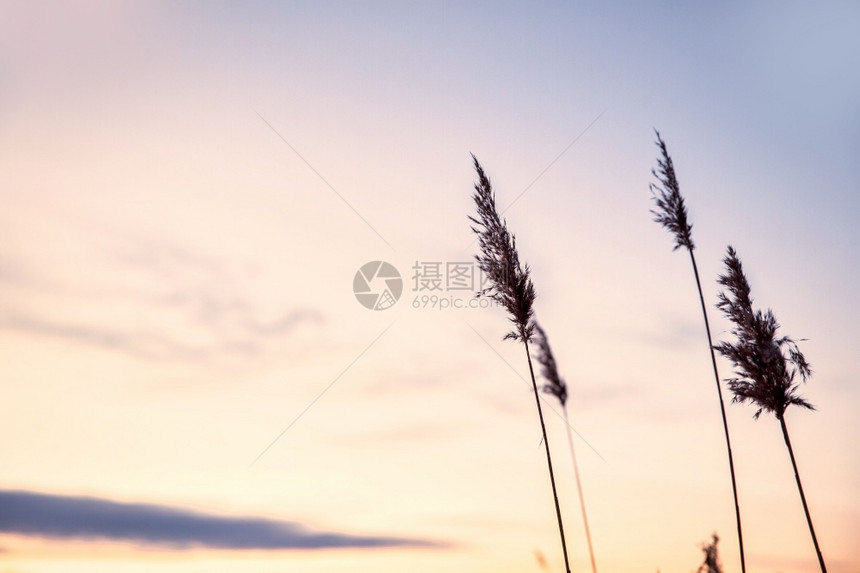 明亮的植物群天空中潘帕斯草与日落软植物Cortaderiaselloana在风中移动的抽象自然背景明亮清晰的植物场景类似于羽毛掸图片