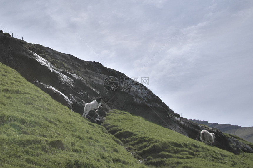 夏天法罗群岛地貌横向图像由年轻的羔羊在法罗群岛的瓦加尔绿草上玩耍法罗群岛光荣景象法罗群岛的贺卡模型爬坡道主题图片