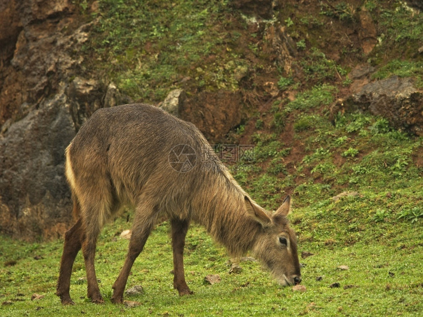 塞伦盖蒂觅食水生羚羊Kobusellipsiprymnus吃草牛科偶蹄目哺乳动物广泛分布于非洲撒哈拉沙漠以南身高在1至35m之间图片
