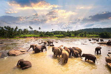 大亚洲象在日落的天下河里放松和洗澡在斯里兰卡野生动物中奇迹般的生态种品纳瓦拉哺乳动物高清图片素材