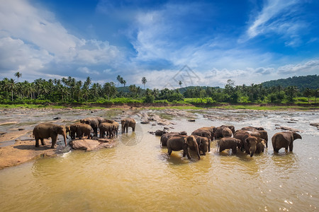 家庭冒险大亚洲象在日落的天下河里放松和洗澡在斯里兰卡野生动物中奇迹般的日出孤儿院高清图片素材