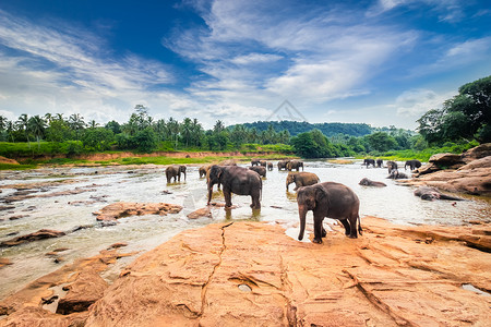 洗涤景点动物群大亚洲象在蓝色阳光明媚的天空下河里放松和洗澡在斯里兰卡野生动物中神奇家庭高清图片素材