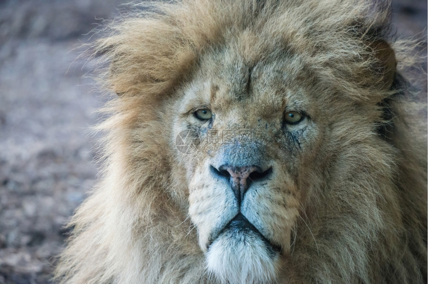男狮子肖像望着相机毛皮哺乳动物鬃图片