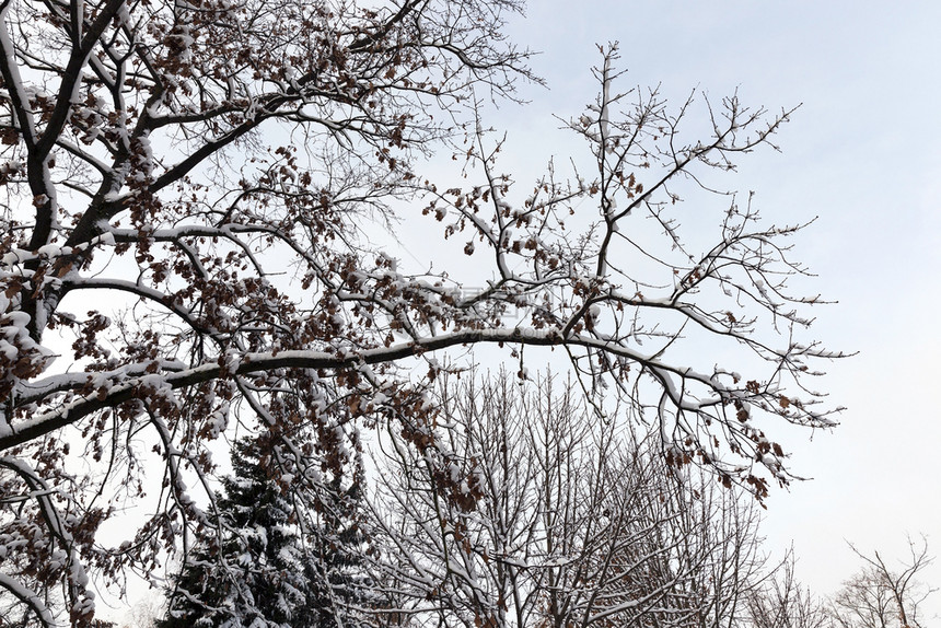 落叶一种冬季下雪后白树木没有叶白天在冬的云端气候树上拍摄照片日落时人行道