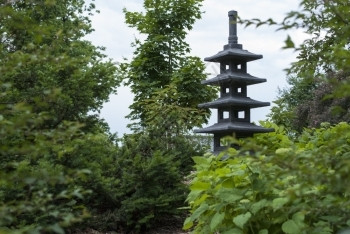 冷杉日本人院子庭园中的树丛雕塑夏天日本庭园高耸的树木雕塑图片