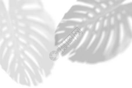 白色物件阴影白墙上热带树叶的阴影大型热带植物藤蔓怪兽黑白图像叠加照片或布局黑白图像叠加照片或布局可爱的万圣节秋天插画