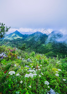 日出热带雨林的晨雾非湿图片