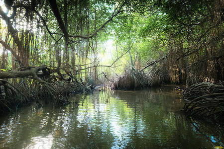 斯里兰卡红树林植物群气候高清图片