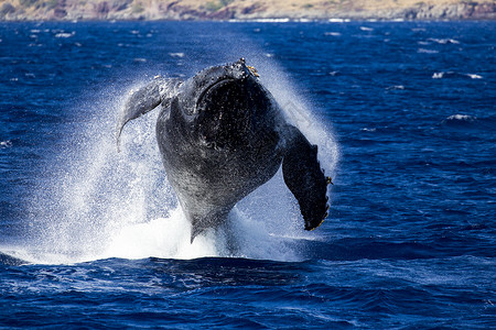 独特上行空间自大鲸鱼从蓝水中正面跳跃而起图片