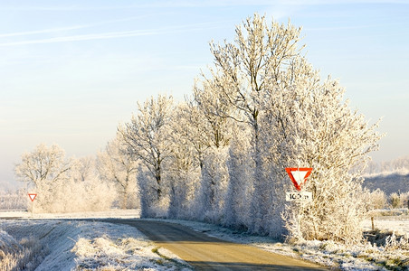 一种在明亮温暖的阳光下一条长着冰冻树木的农村公路圩田温度图片