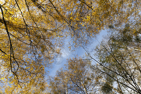 黄桦叶秋季拍摄从底部特写在背景中是蓝天专注于树梢泛黄的桦叶乡村树林地图片