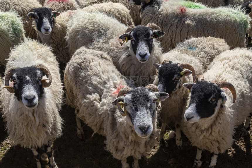 艾伦存在内英格兰东北部约克郡戴尔斯的交织羊中Swaledales以脱白羊毛卷曲角和在鼻子眼睛周围的白色羽毛而闻名它们被用于生产羊图片