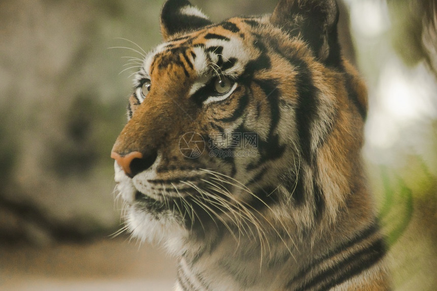 苹果浏览器树荒野老虎的眼神令人惊恐虎眼的睛虎的神是所有野兽中最明亮的图片