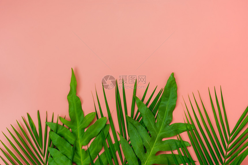 在现代生锈的粉红纸背景上Flat花椰子或棕榈绿叶在创新设计自由空间模拟内容文本时被假冒成空中图像Flatplayocol或棕榈绿图片