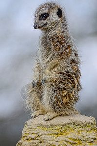 警惕的Meerkat站立警卫一个孤的全身野生动物泰蒙图片