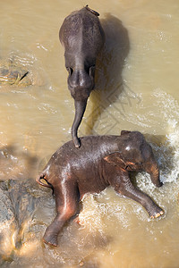 大亚洲象放松洗澡和穿越热带河流斯里兰卡野生的奇异动物在斯里兰卡渡过热带河流冒险美丽婴儿国民高清图片素材