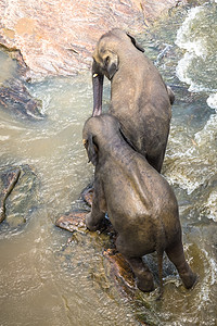 景点大亚洲象放松洗澡和穿越热带河流斯里兰卡野生的奇异动物在斯里兰卡渡过热带河流有趣的国民晴天高清图片素材