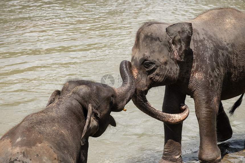 有趣的美丽大亚洲象放松洗澡和穿越热带河流斯里兰卡野生的奇异动物在斯里兰卡渡过热带河流天