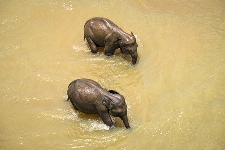 森林大亚洲象放松洗澡和穿越热带河流斯里兰卡野生的奇异动物在斯里兰卡渡过热带河流婴儿田园诗般的家庭高清图片素材