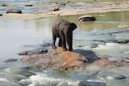 苹果浏览器哺乳动物团体大亚洲象放松洗澡和穿越热带河流斯里兰卡野生的奇异动物在斯里兰卡渡过热带河流异国情调高清图片素材