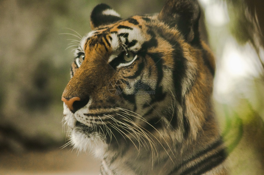 盯着猫爪子老虎眼的神令人惊恐虎眼的睛虎的神是所有野兽中最明亮的图片