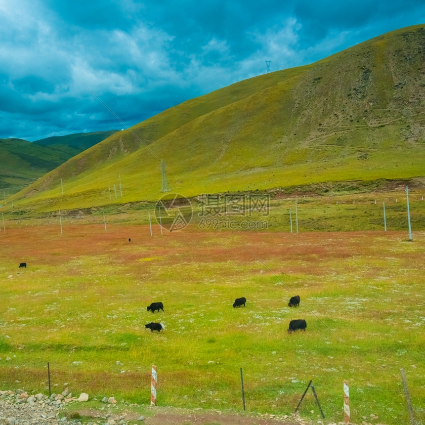 字段大号角牛群在田里放牧脚下有山丘它们后面的山丘靠近怀俄明州水牛城附近风景优美图片