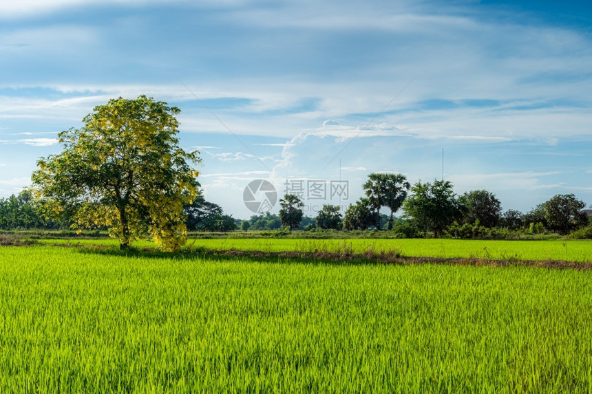 稻田绿草的景色与野玉米在农村业收割时独有黄色花朵卡西亚阴道瘘树蓝天日光背景青云丰饶自然亚洲人新鲜的图片
