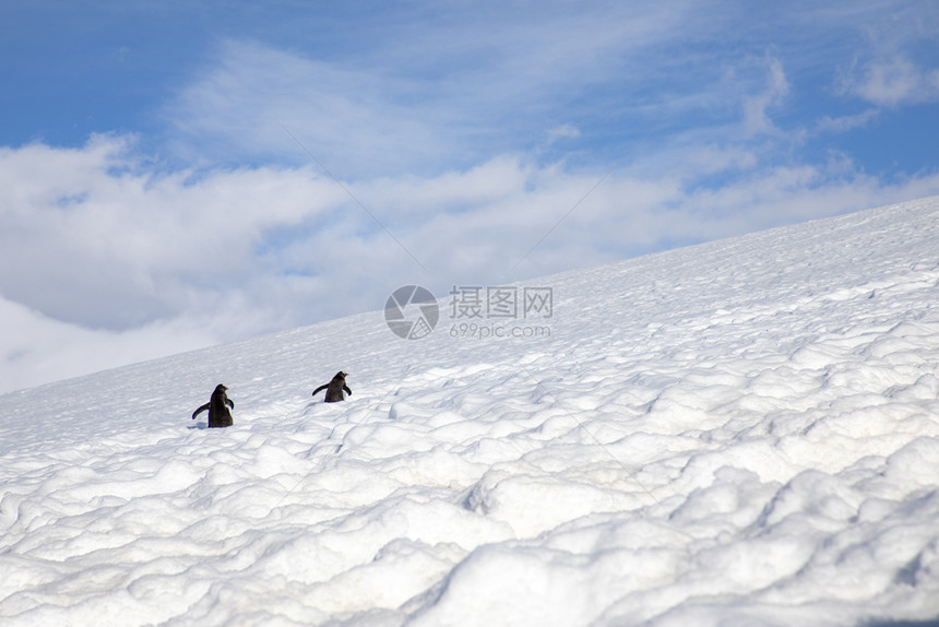 条幅单身的两只企鹅在高山雪中生存爬得更远的山上冰冷图片