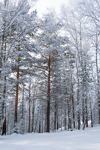 在寒冷的泰加岛在松树的圆云白日上冰冷寒冬中有浓厚的雪林下纯度场景图片