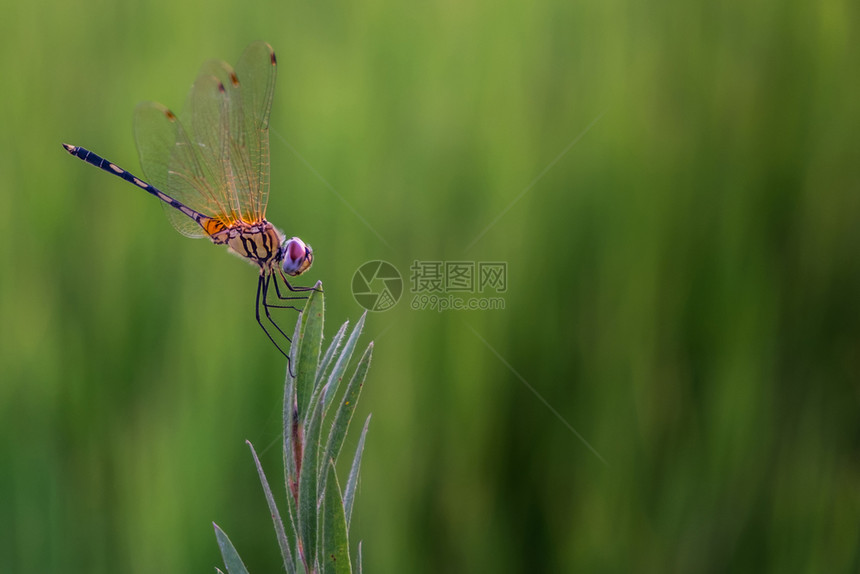 蜻蜓昆虫图片