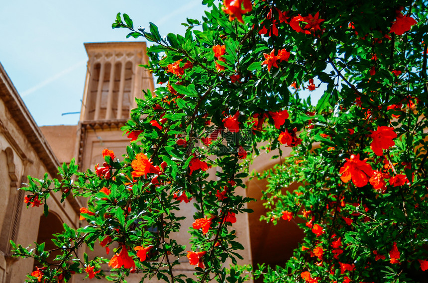 凉爽的Windcatcher塔是一种传统的波斯建筑元素用于在建筑物中创造自然通风老城区Yazd伊朗玫瑰在前景Windcatche图片