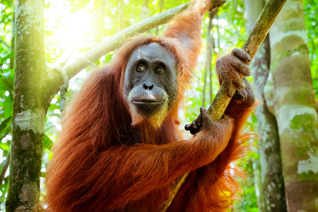 叶子橙女猩坐在树干旁围观绿丛林和阳光照耀在印度尼西亚苏门答腊的自然栖息地Sumatra受濒危物种灭绝的阴影林大猩猿背景图片
