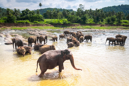 大亚洲象在河中放松和洗澡在模糊的天空下巨型动物在斯里兰卡的野亚洲人森林旅游惊人的高清图片素材