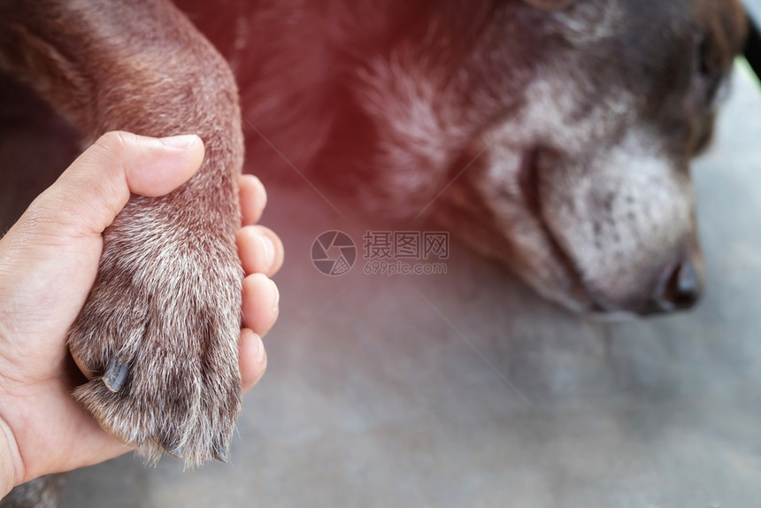 手握爪子的狗在睡觉或闭着眼睛休息时用手握爪子的狗一起手没有文字空间瓜拉纳皮兽医疗的图片