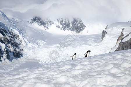 奔跑企鹅上坡两只企鹅孤单地行进在高原被雪覆盖的山峰歪凉爽的背景