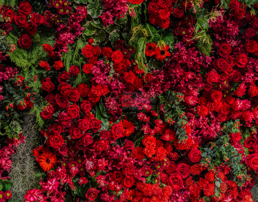 美丽的天然花朵装饰园的墙壁背景各种红花如玫瑰康乃馨木伊兰花公鸡座奈子和holly等不同种类的红花甜墙纸冬青图片
