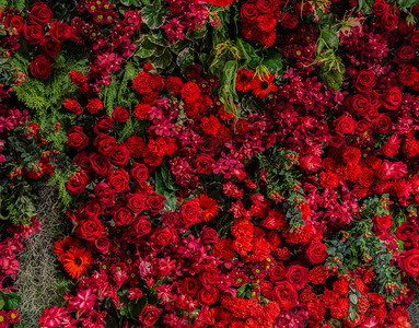 美丽的天然花朵装饰园的墙壁背景各种红花如玫瑰康乃馨木伊兰花公鸡座奈子和holly等不同种类的红花甜墙纸冬青背景图片