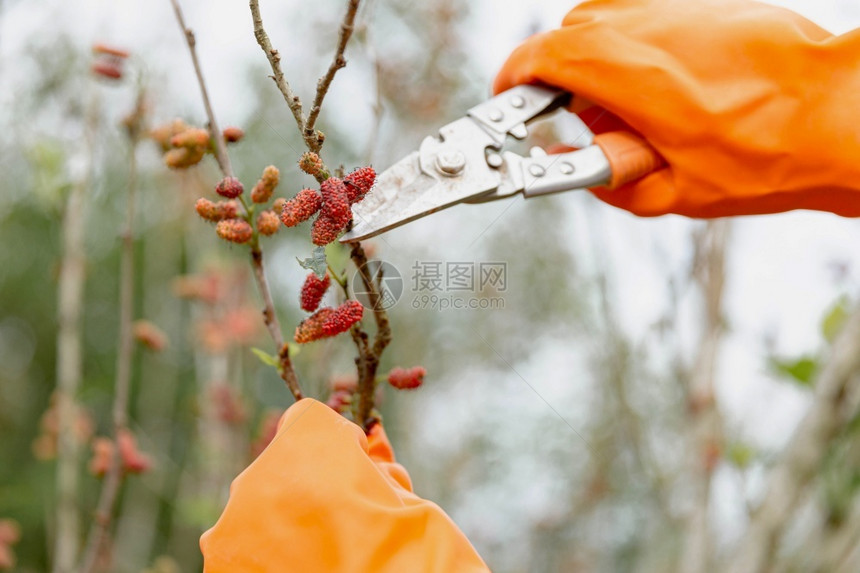 女园艺人概念木莓树的一个分支由绿管理者用剪刀切割以形成整棵树的态情感存在自然图片