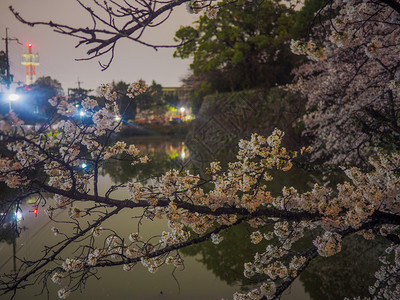 细节日本樱桃花在城堡的护服和墙前夜间模糊花见图片