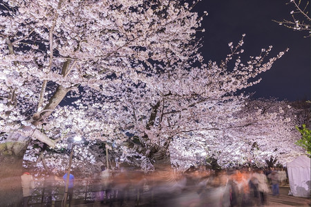 四月日本东京樱花的夜景色游客植物高清图片