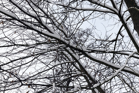 暴风雪魔法冬季云多雨雪中没有树的阳光分枝在冬季有雪覆盖的树木枝叶闪光图片