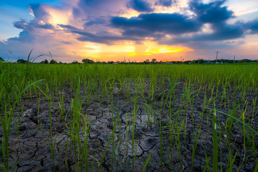 太阳收获后在稻田和棕色土地中烧熟的草稻土壤干燥或质破碎紫光蓝橙黄色大日落飞云破碎的绿色图片